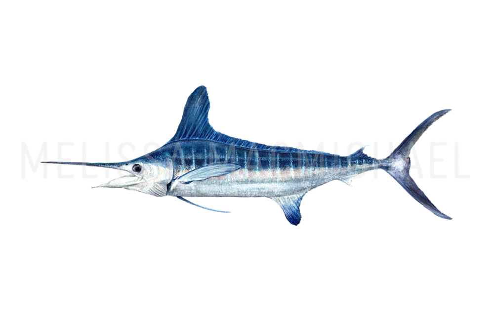 White Marlin Original Watercolor Art | Melissa MacMichael Designs