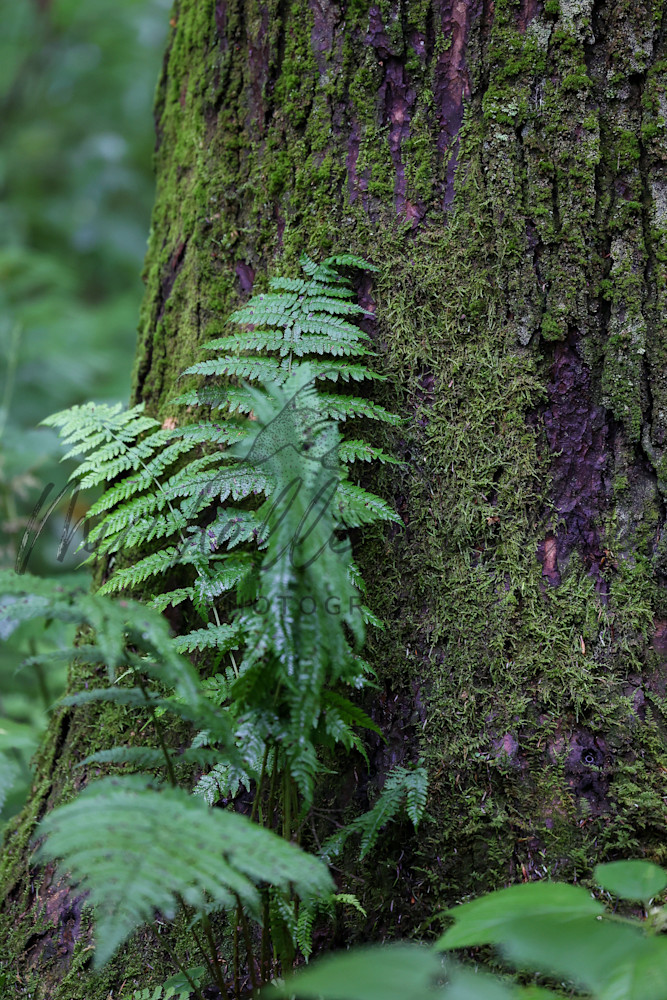 Mossy Embrace Photography Art | Michelle Leslye Photography