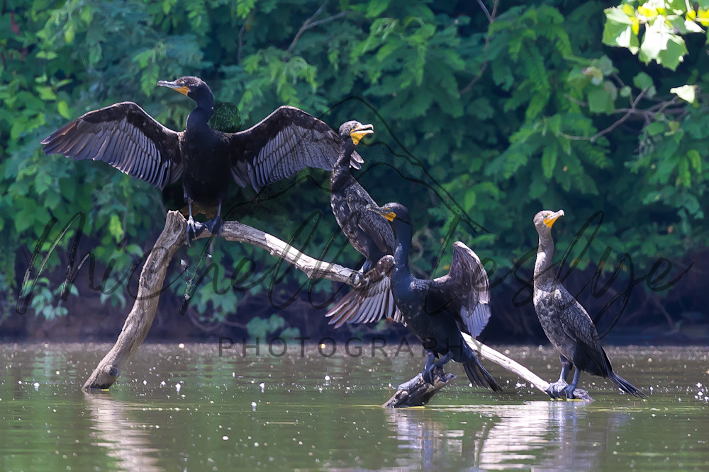 The Cormorant Conference Photography Art | Michelle Leslye Photography