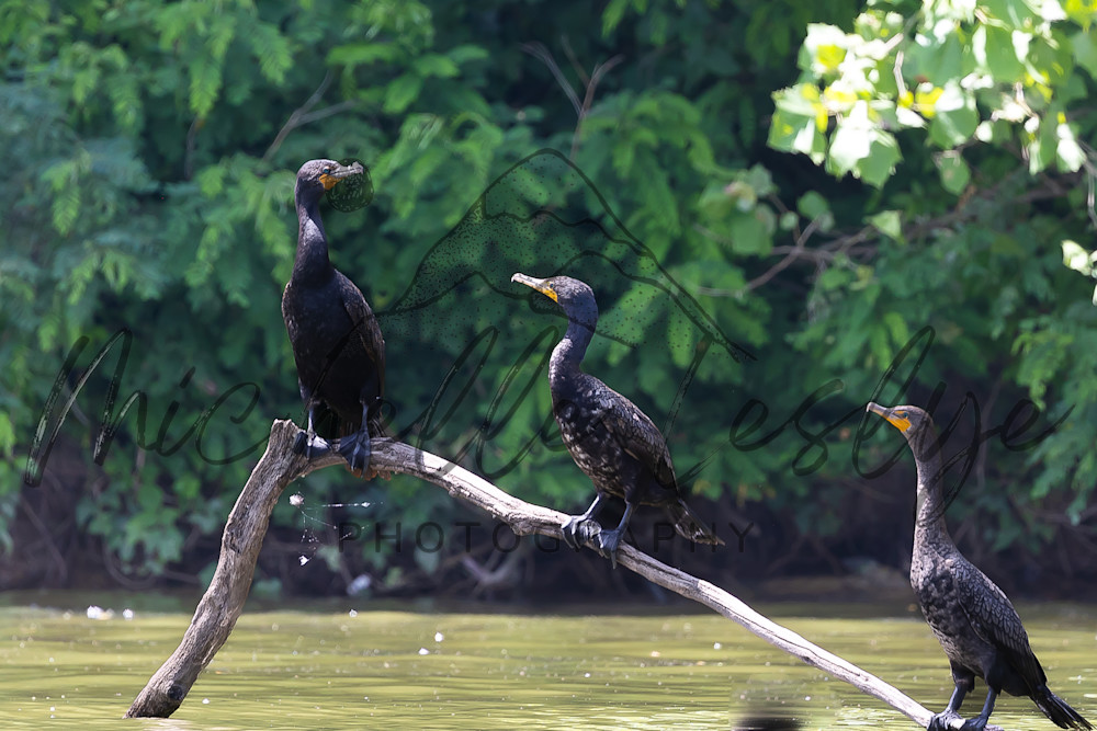 Cormorant Companions Photography Art | Michelle Leslye Photography