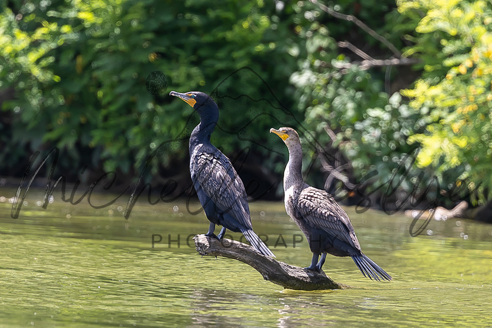 Double Perch Photography Art | Michelle Leslye Photography
