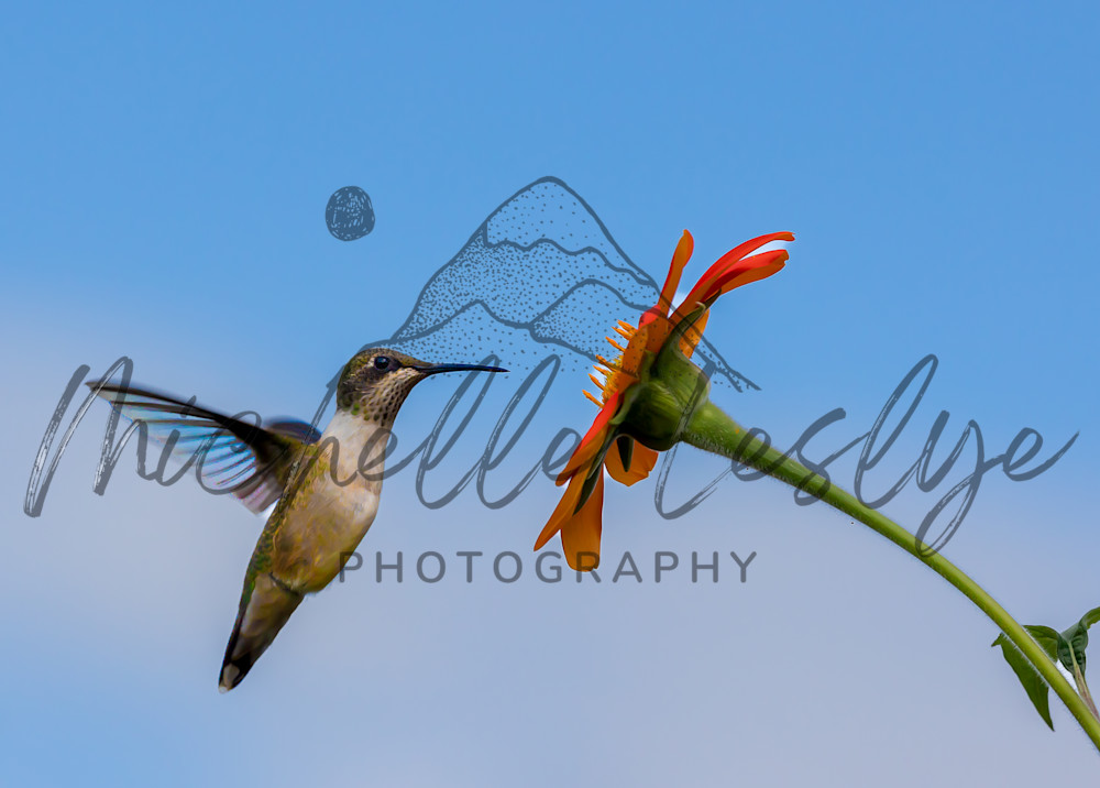 Hummingbird's Grace In Motion Photography Art | Michelle Leslye Photography