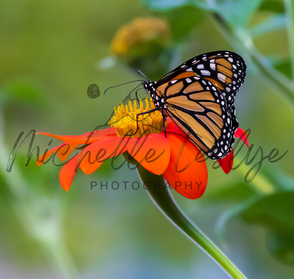 Sunny Monarch Moment Photography Art | Michelle Leslye Photography