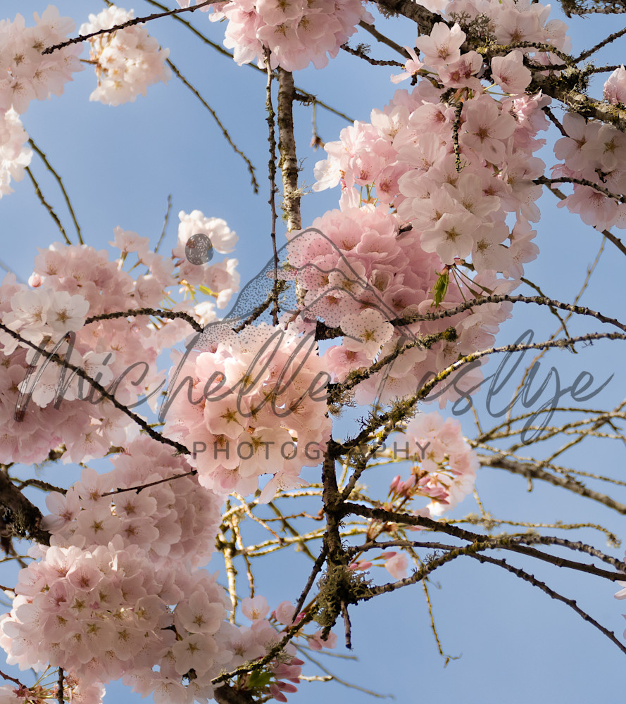 Cherry Blossom Serenade Photography Art | Michelle Leslye Photography