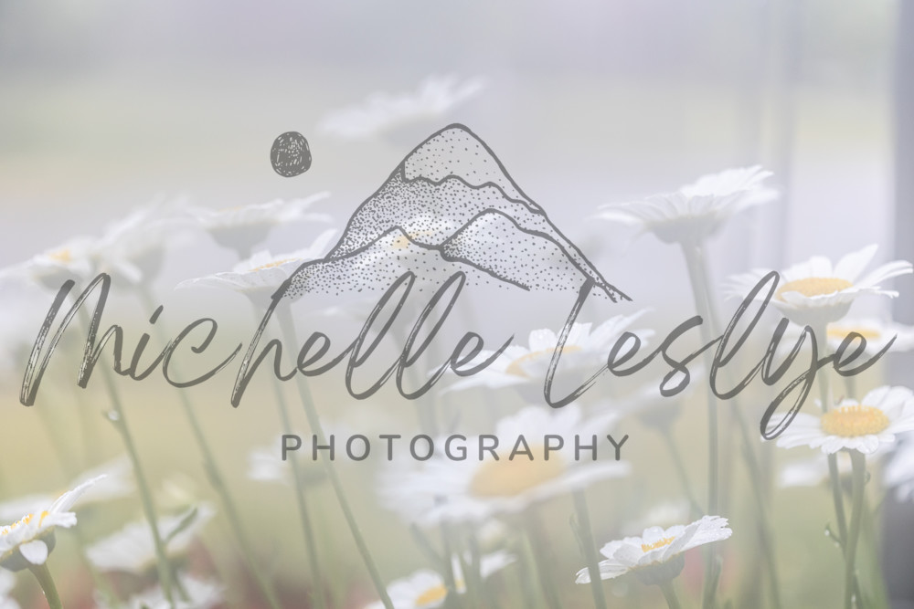 Daisies In Dreamlight Photography Art | Michelle Leslye Photography