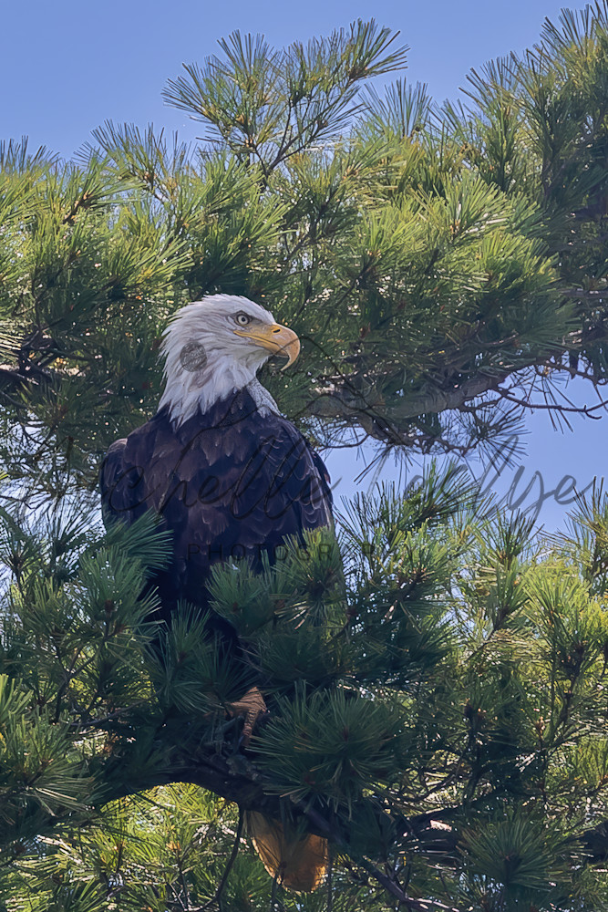 Guardian Of The Sky Photography Art | Michelle Leslye Photography