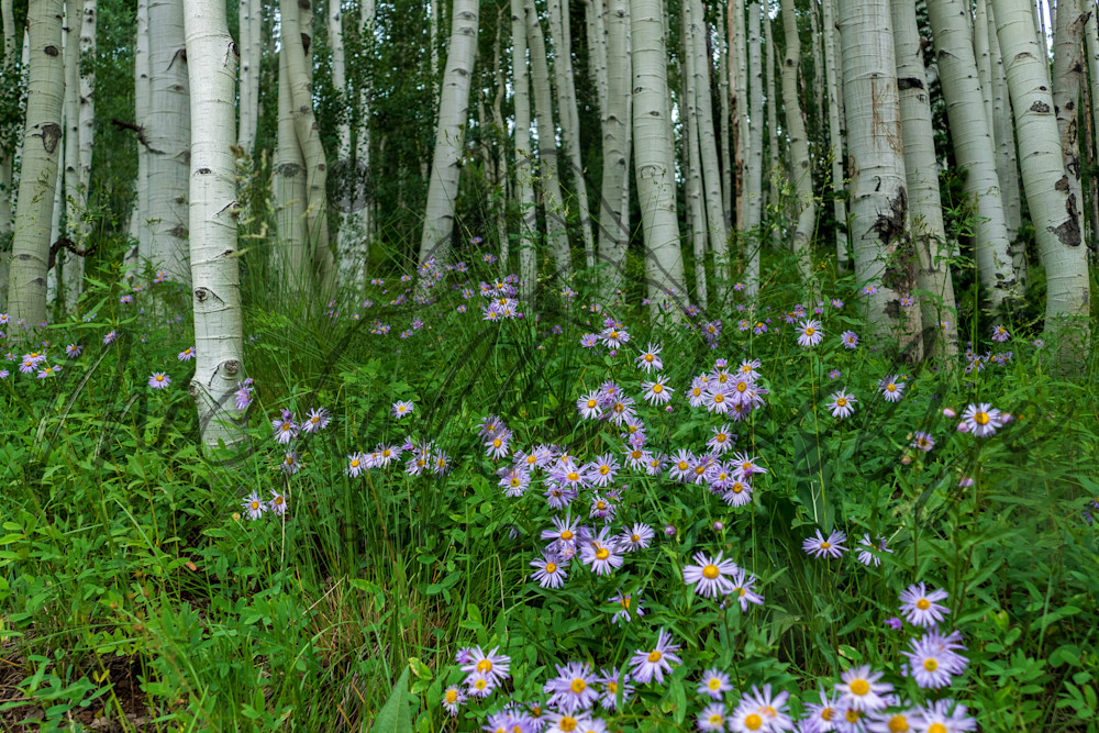 Trunks And Petals Crested Butte Photography Art | Michelle Leslye Photography