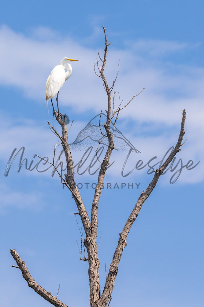 Among The Treetops Photography Art | Michelle Leslye Photography