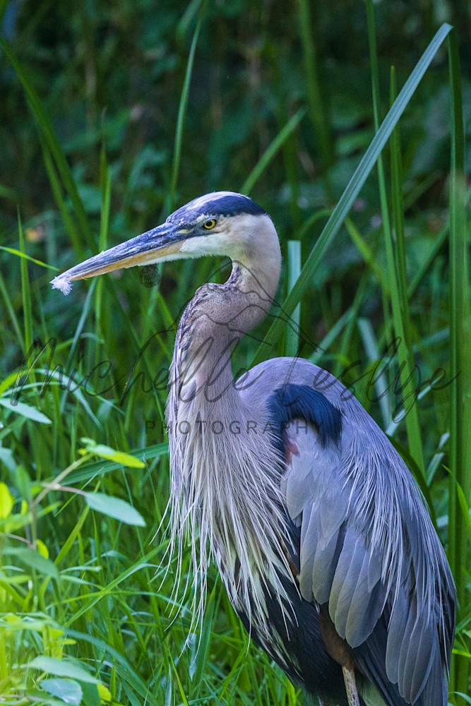 Stillness In Blue Photography Art | Michelle Leslye Photography