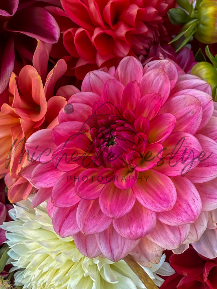 Market Bloom Photography Art | Michelle Leslye Photography