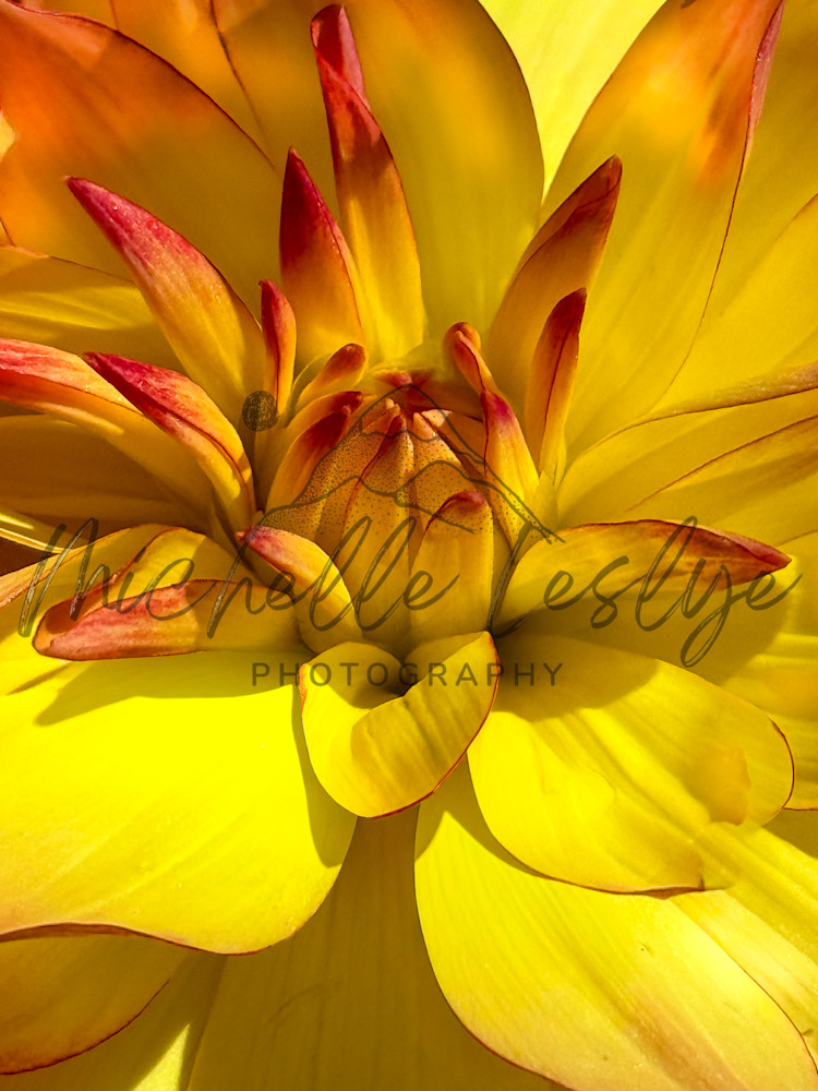 Whispers Of Summer Photography Art | Michelle Leslye Photography