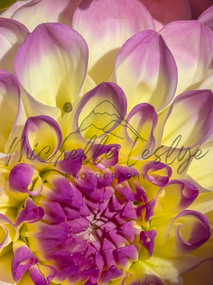Purple Heart Bloom Photography Art | Michelle Leslye Photography