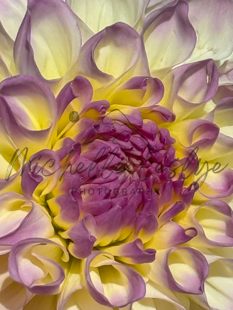 Lavendar Sunrise Photography Art | Michelle Leslye Photography