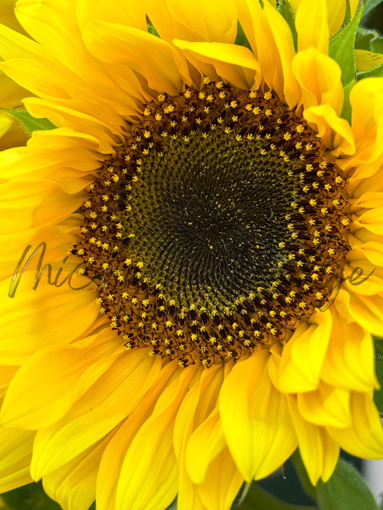 Sun's Embrace Photography Art | Michelle Leslye Photography