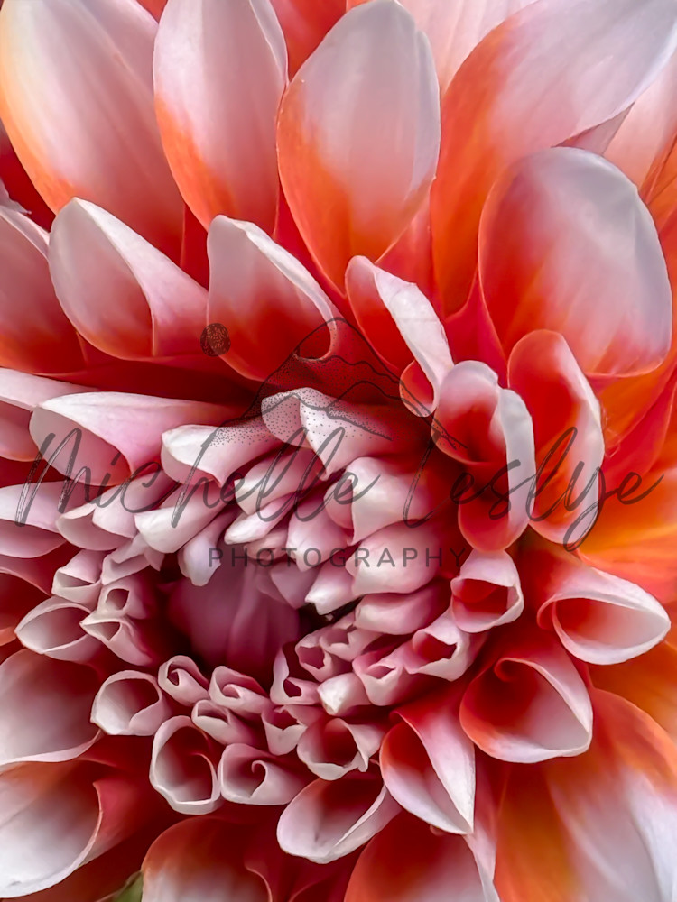 Twighlight Bloom Photography Art | Michelle Leslye Photography