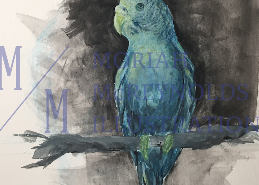 Pascal The Parakeet Art | Moriah McReynolds Illustration