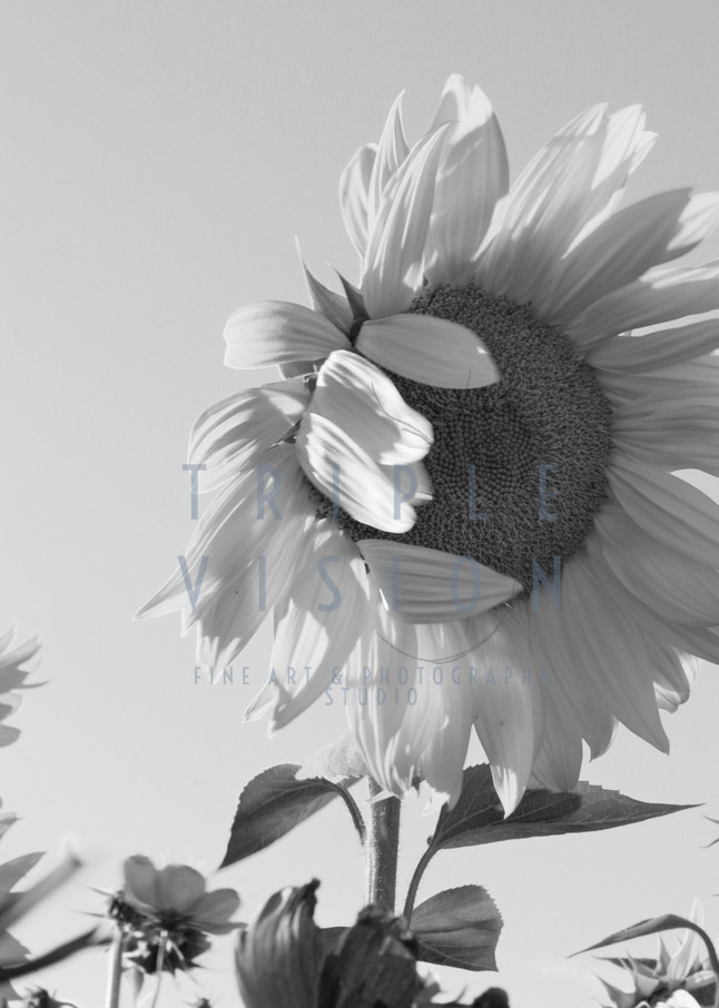 Hello Sunflower! B/W Photography Art | Triple Vision Studio
