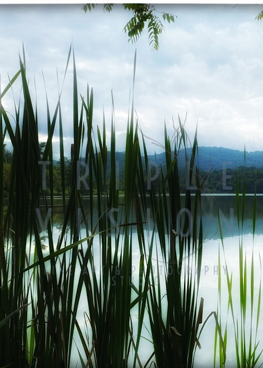 Soft Impression Of Cattails At The Lake Photography Art | Triple Vision Studio