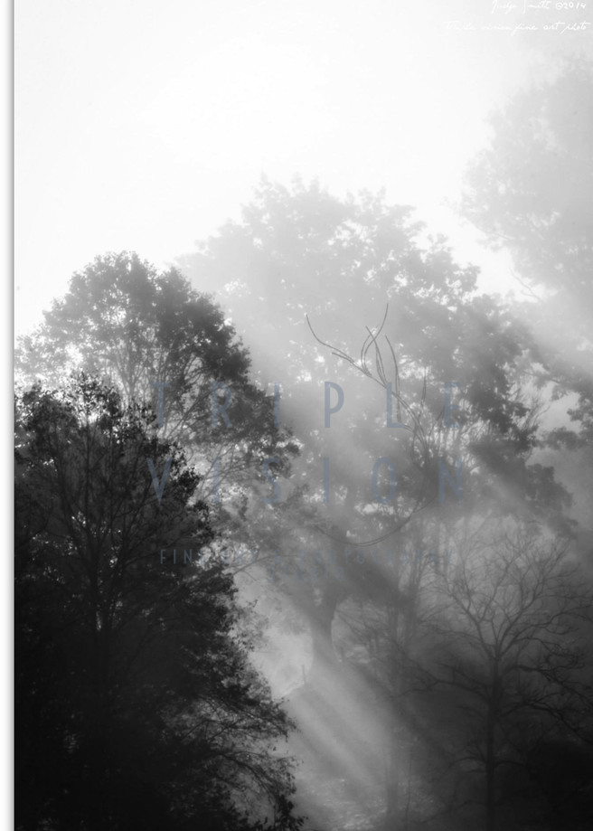 Swann Fog Secrets Bw Photography Art | Triple Vision Studio