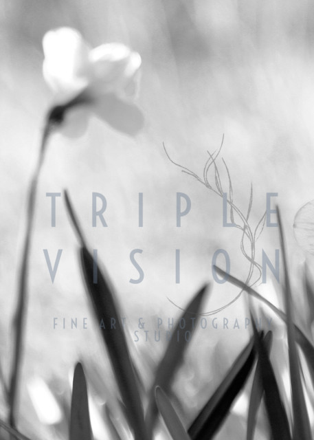 Springlings Narrow Escape   Frosty Morning Daffodils  Photography Art | Triple Vision Studio