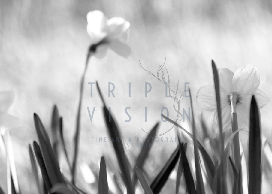 Springlings Narrow Escape   Frosty Morning Daffodils  Photography Art | Triple Vision Studio