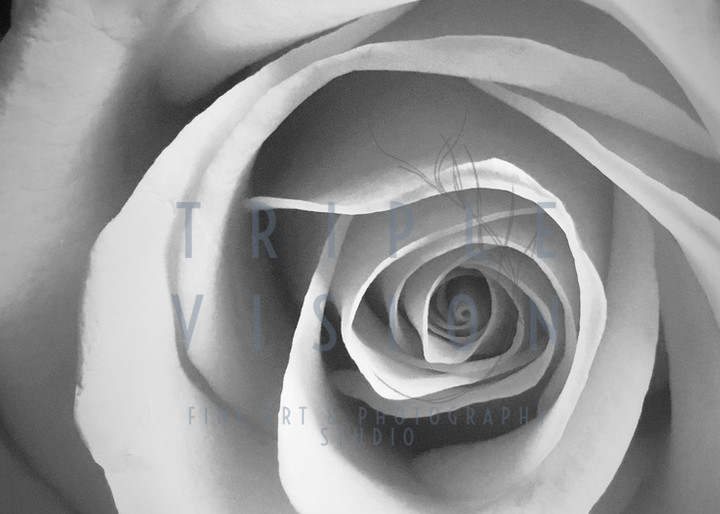 Softly Spoken Rose Bw Photography Art | Triple Vision Studio