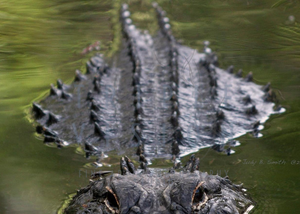 Triple Vision Alligator