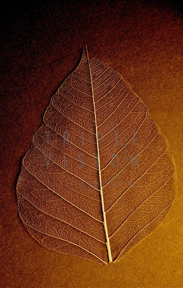 Rusty Bodhi Leaf  {Lifelines Series}   Photography Art | Triple Vision Studio