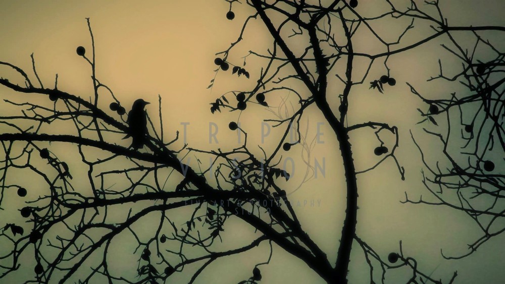 My Blue Raven   Photography Art | Triple Vision Studio