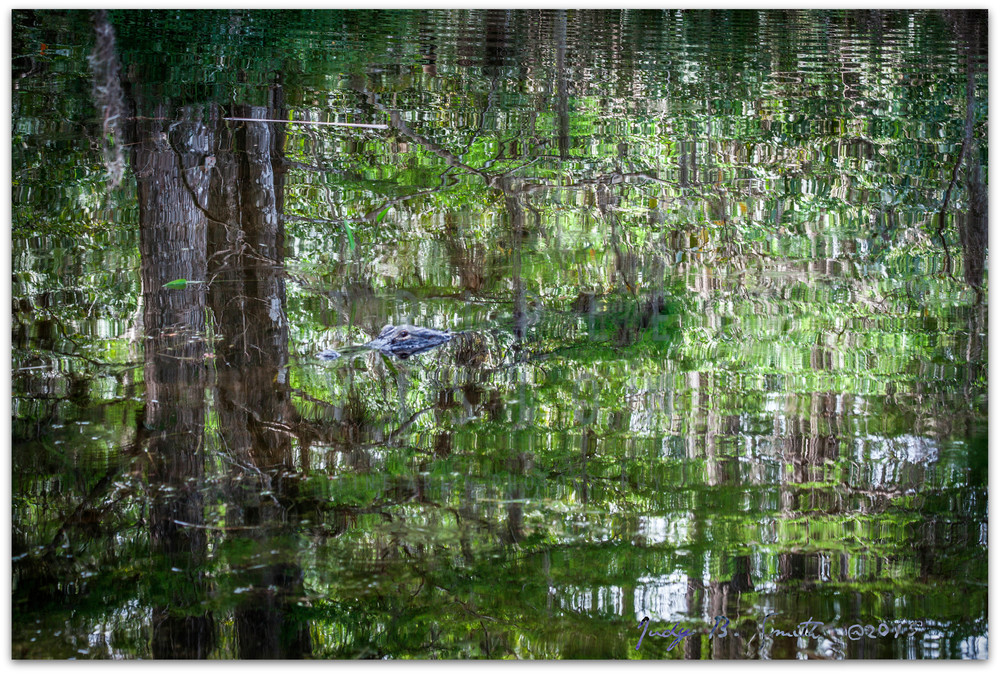 Gator!     Jigsaw Reflections At Big Cypress Photography Art | Triple Vision Studio