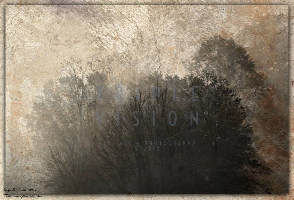 Swann Fog 2 Photography Art | Triple Vision Studio