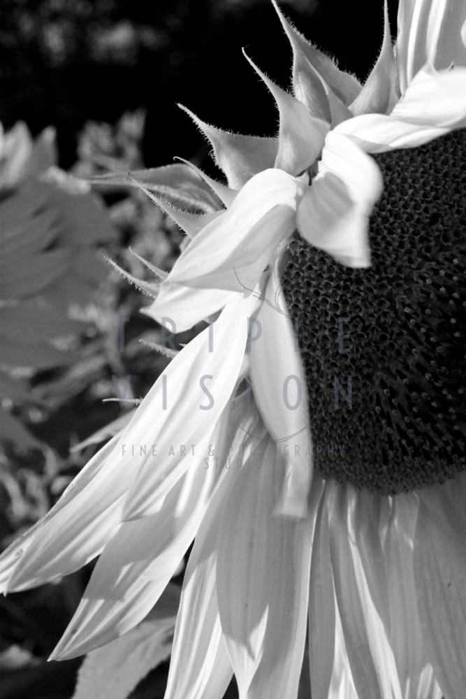 Sunflower Bw  Photography Art | Triple Vision Studio