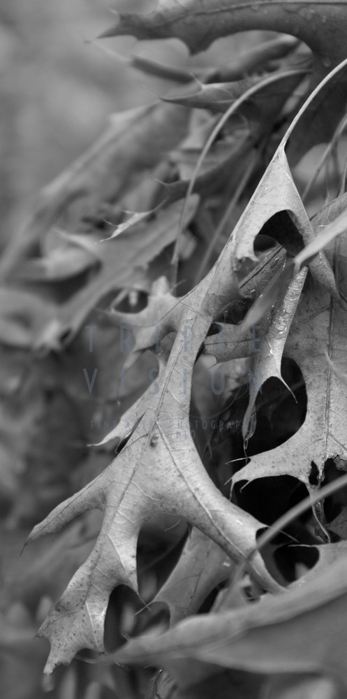 Oak Leaves' End Photography Art | Triple Vision Studio