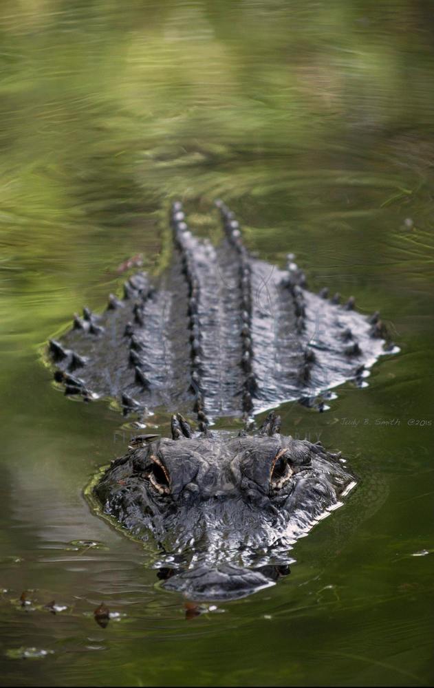 Triple Vision Alligator