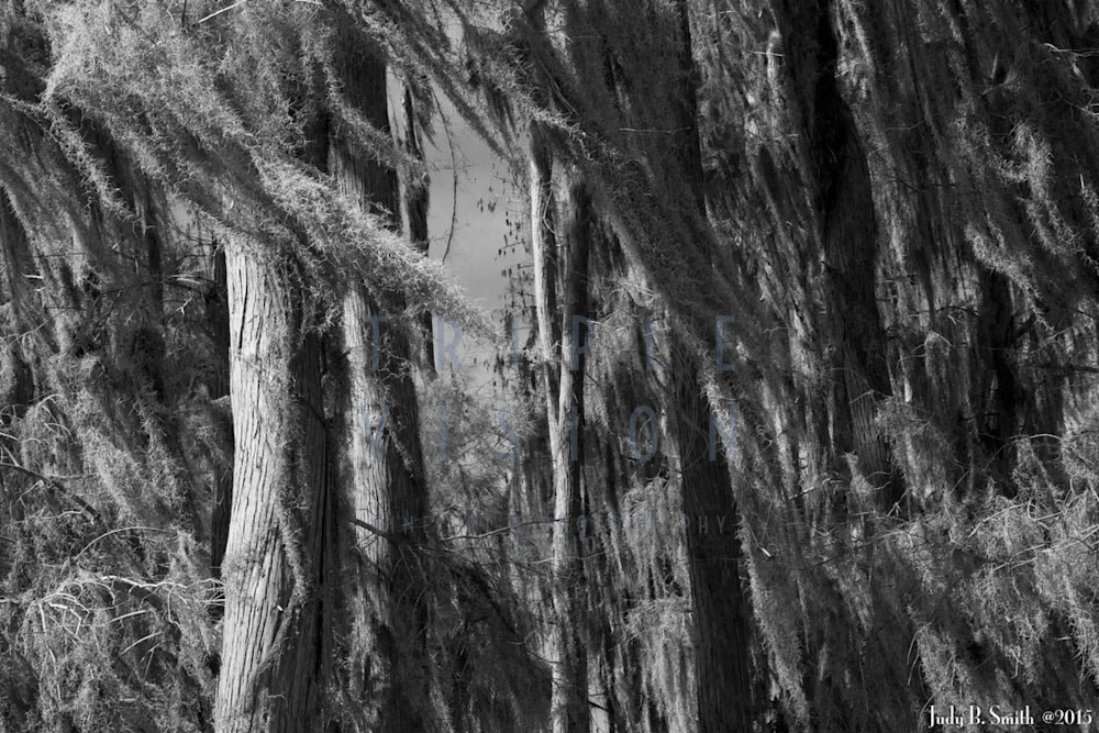 Spanish Moss A Flyin In The Breeze Photography Art | Triple Vision Studio