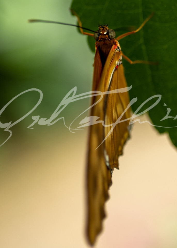 Butterfly #12 Photography Art | Zachary Traxler