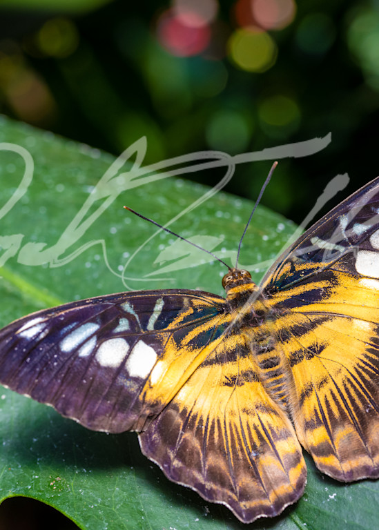 Butterfly #5 Photography Art | Zachary Traxler