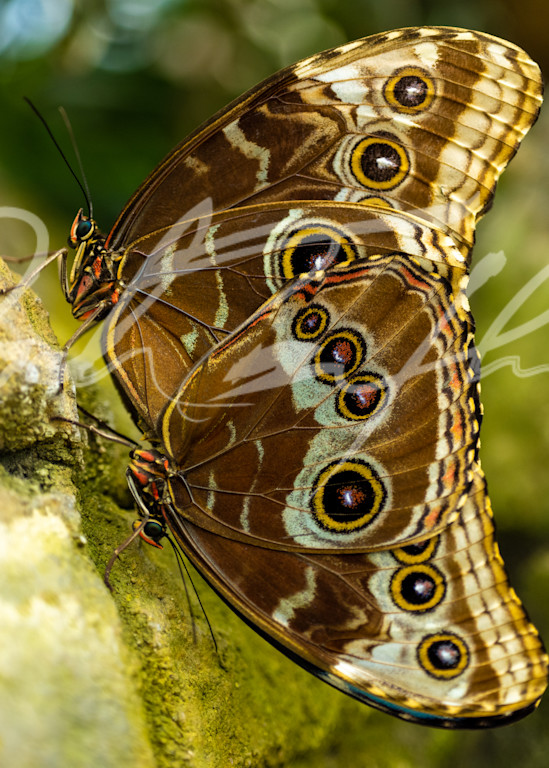Butterfly #2 Photography Art | Zachary Traxler