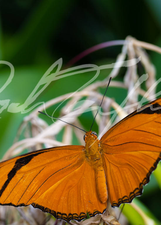 Butterfly #6 Photography Art | Zachary Traxler