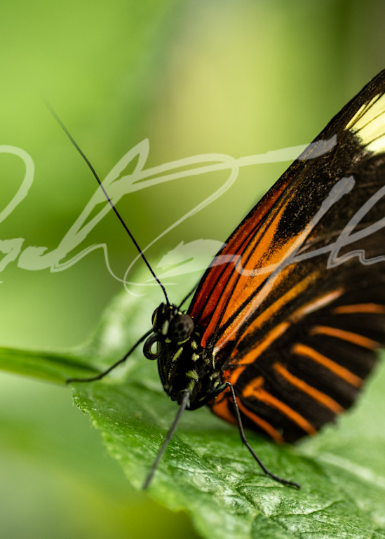 Butterfly #14 Photography Art | Zachary Traxler