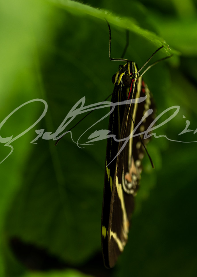 Butterfly #13 Photography Art | Zachary Traxler
