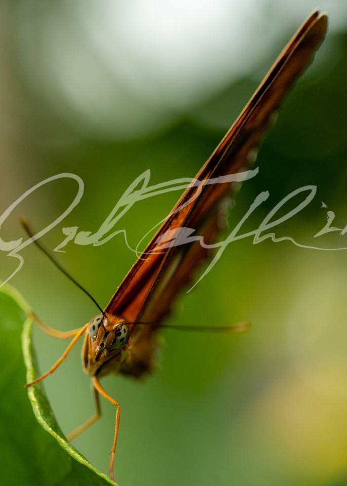 Butterfly #19 Photography Art | Zachary Traxler