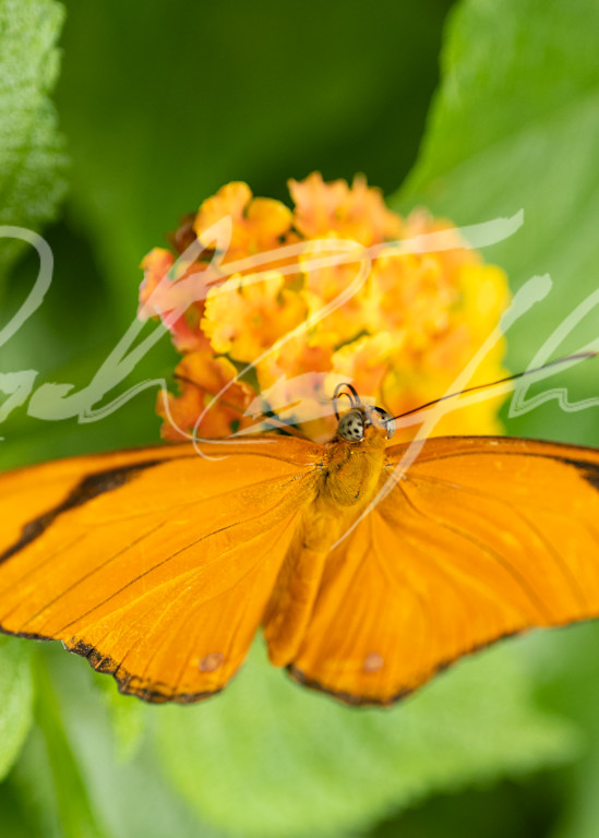 Butterfly #22 Photography Art | Zachary Traxler