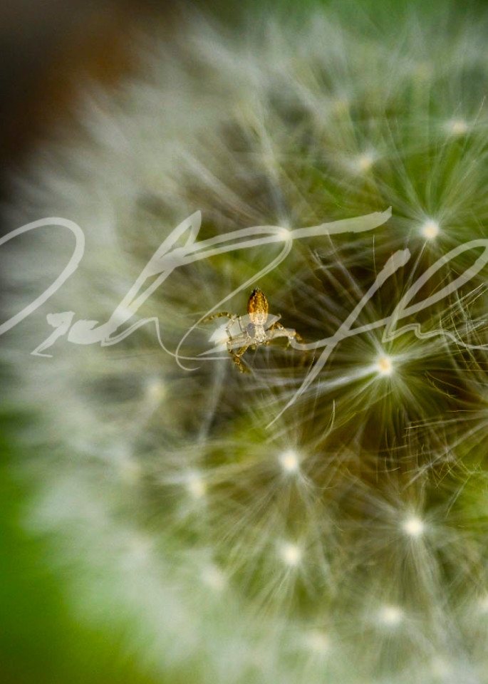 Flowers   Dandelion #6 Photography Art | Zachary Traxler