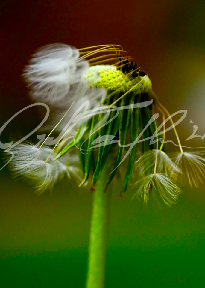 Flowers   Dandelion #5 Photography Art | Zachary Traxler