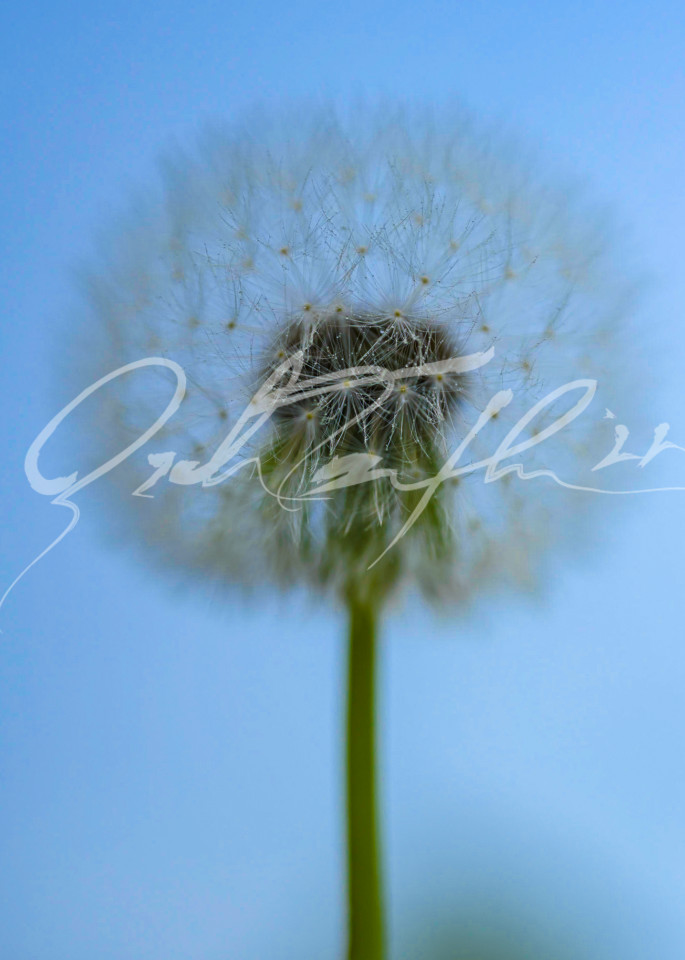 Flowers   Dandelion #2 Photography Art | Zachary Traxler