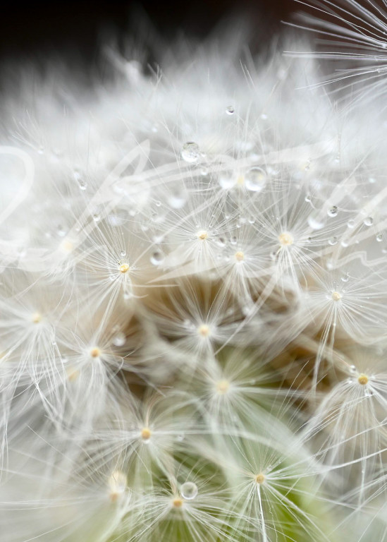Flowers   Dandelion #8 Photography Art | Zachary Traxler