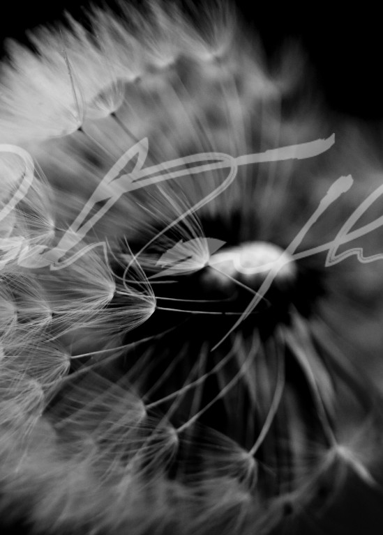 Flowers   Dandelion #3 Photography Art | Zachary Traxler
