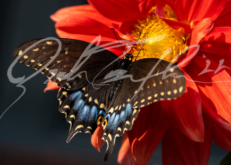 Butterfly #1 Photography Art | Zachary Traxler