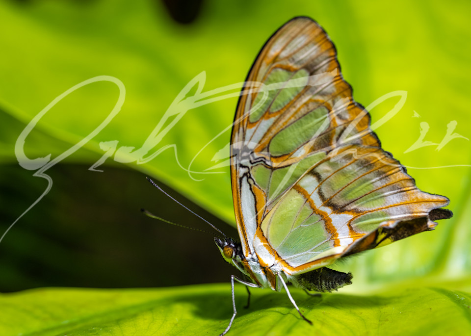 Butterfly #4 Photography Art | Zachary Traxler